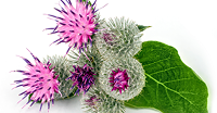 New Maximum Potency Formula - Lymphatic Drainage Capsules by Sculptique™