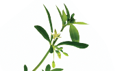 New Maximum Potency Formula - Lymphatic Drainage Capsules by Sculptique™